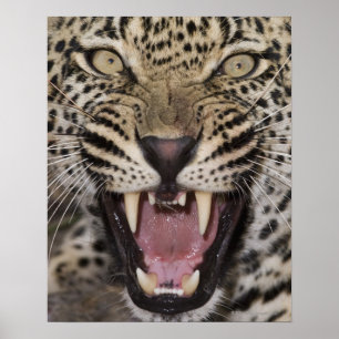 Poster Close up of leopard growling