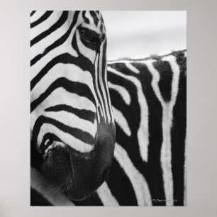 Poster Close-up of zebra face and shoulder