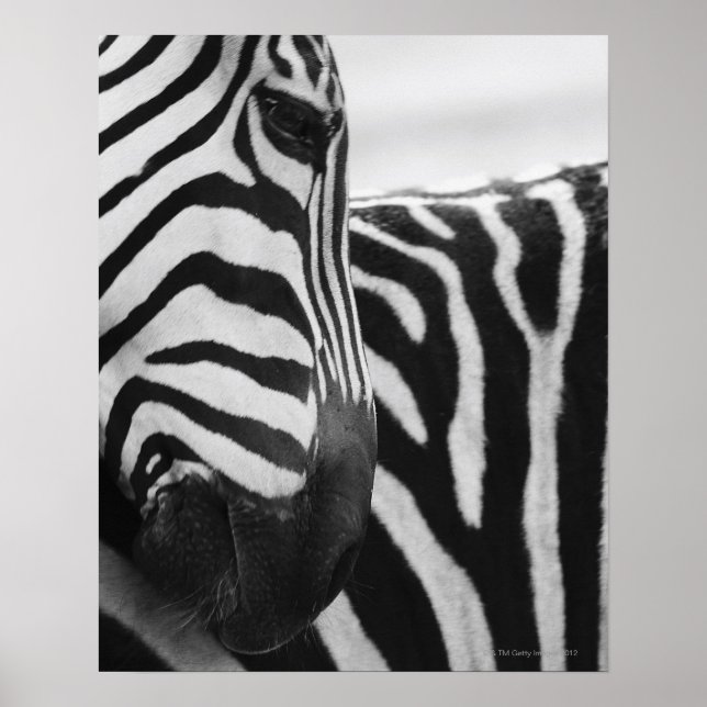 Poster Close-up of zebra face and shoulder (Devant)