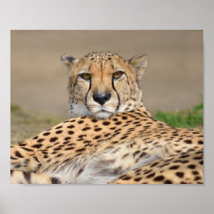 Poster Closeup African Cheetah (Acinonyx jubatus)
