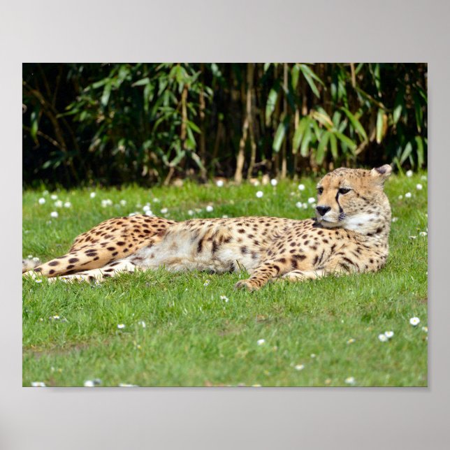 Poster Closeup African Cheetah allongé sur l'herbe (Devant)