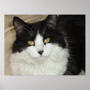 Poster Closeup de chat noir et blanc