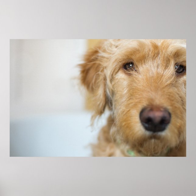 Poster Closeup de Goldendoodle (Devant)