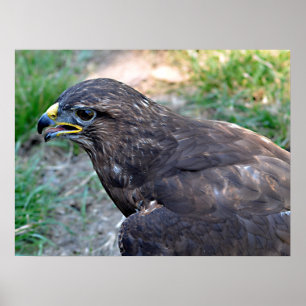 Poster Closeup de Harris Hawk vu d'au-dessus de la carte 