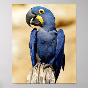 Poster Closeup de Hyacinth macaw