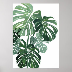 Poster Closeup feuille Monstera