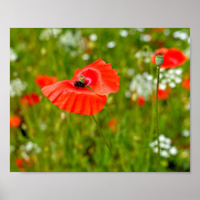 Poster Closeup of poppies (Devant)