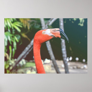 Poster Closeup photography of red long-neck bird