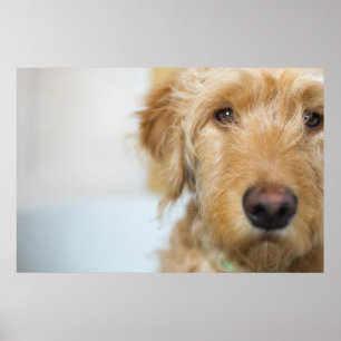 Poster Closeuse de coquelicot de Goldendoodle