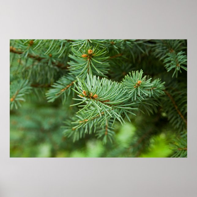 Poster Closeuse de pin (Devant)