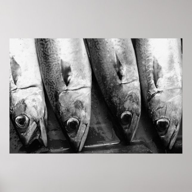 Poster Closeuse de poisson en noir et blanc (Devant)