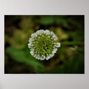 Poster Clover,