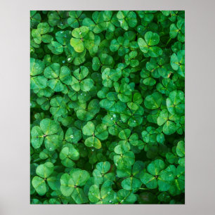 Poster Clovers vert feuillu avec gouttelettes d'eau