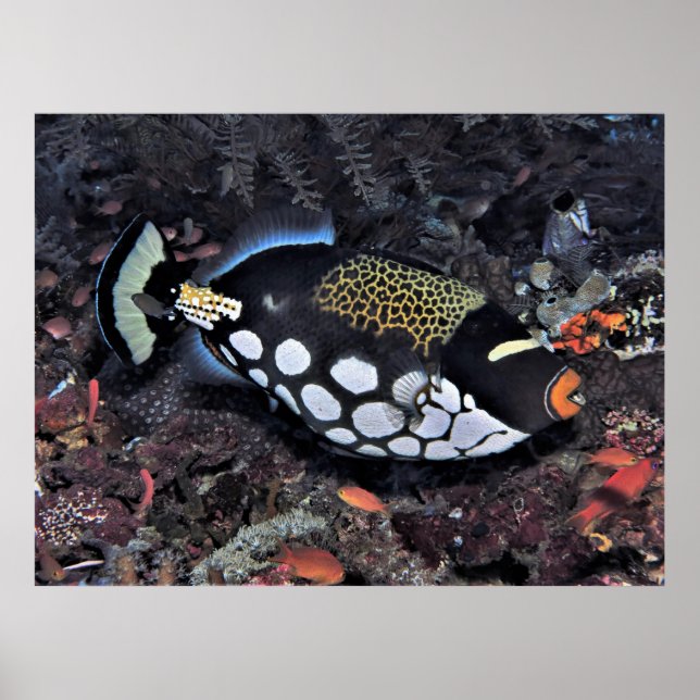 Poster Clown triggerfish Raja Ampat (Devant)