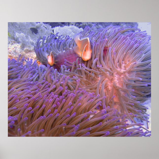 Poster Clowns autour (Devant)