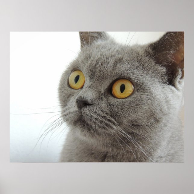 Poster Club de Cute (Devant)