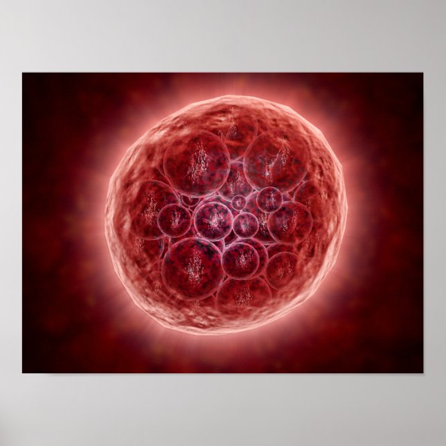 Poster Cluster De Blastomères Formant Une Morula (Devant)