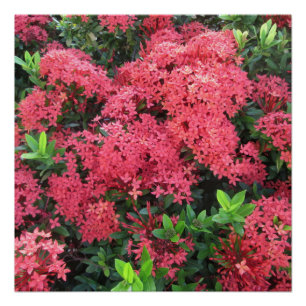 Poster Cluster de Red Ixora