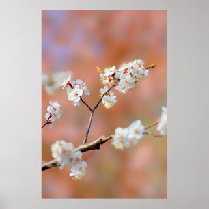Poster Clusters De Fleurs Japonaises D'Apricot