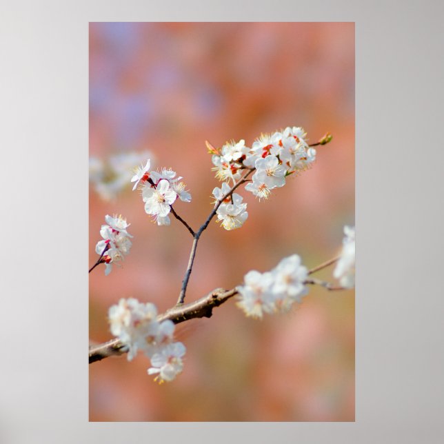 Poster Clusters De Fleurs Japonaises D'Apricot (Devant)