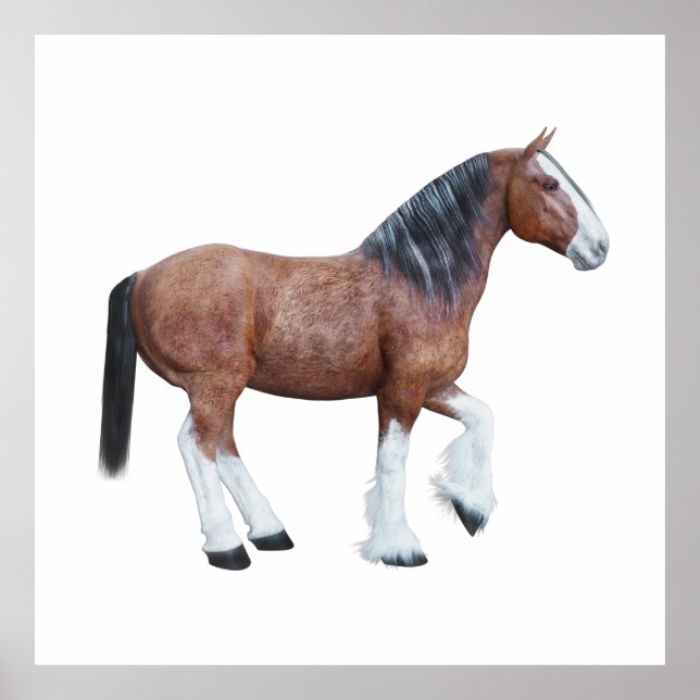 Poster Clydesdale 3 (Devant)