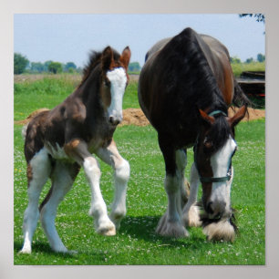 Poster clydesdale et filly print