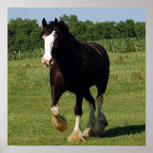 Poster Clydesdale exécution de l'impression