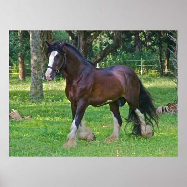 Poster Clydesdale Horse (Devant)