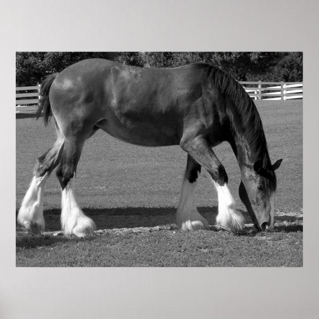 Poster Clydesdale noir et blanc (Devant)