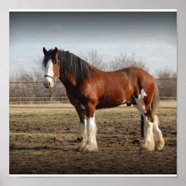 Poster Clydesdale stud Print (Devant)