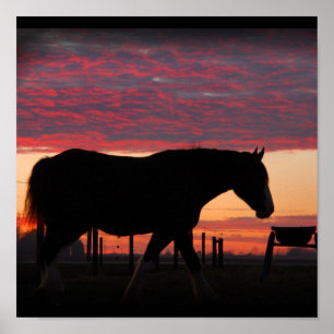 Poster Clydesdale Sunset