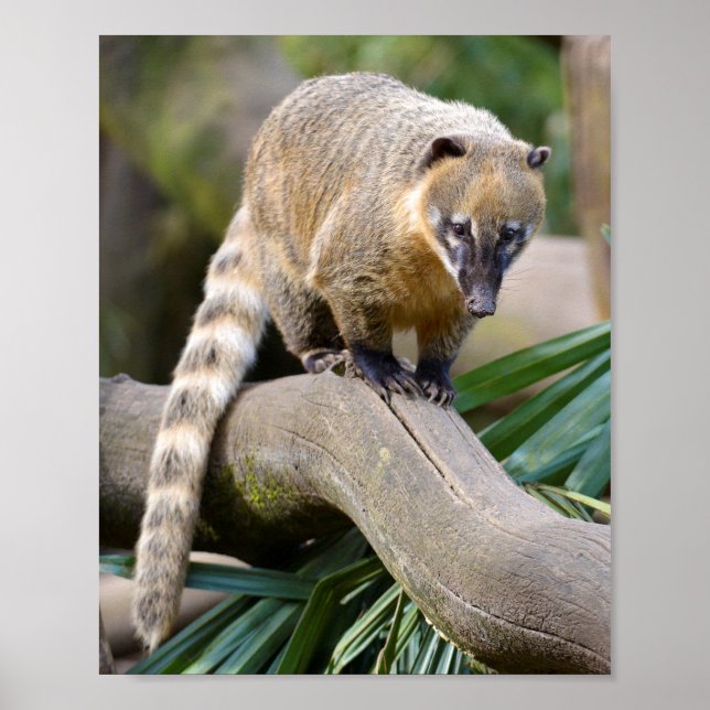 Poster Coati à anneaux sur branche (Devant)