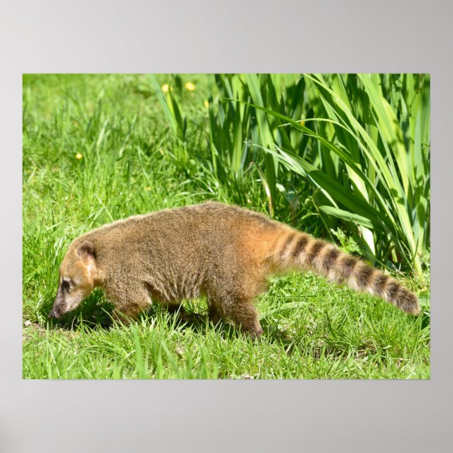 Poster Coati à queue de ceinture sur l'herbe (Devant)