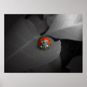 Poster Coccinelle