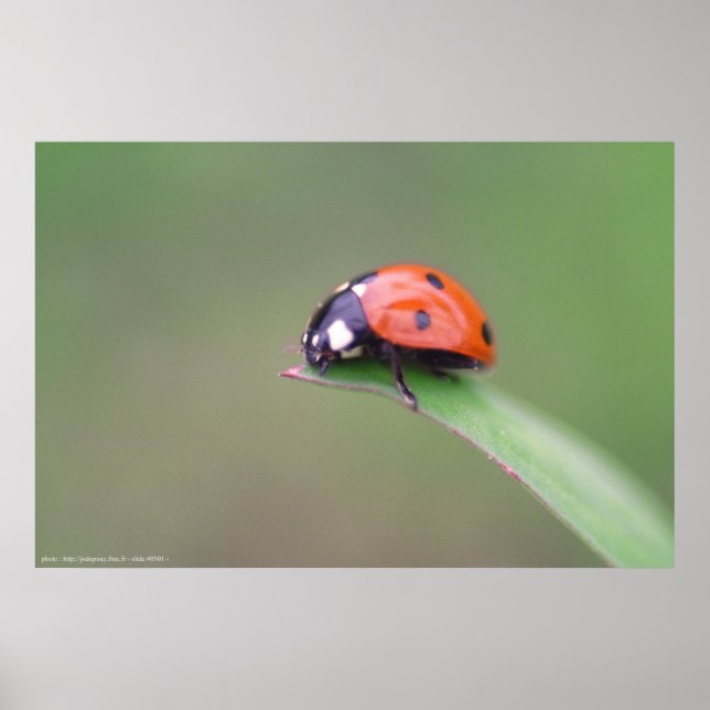 Poster coccinelle (Devant)