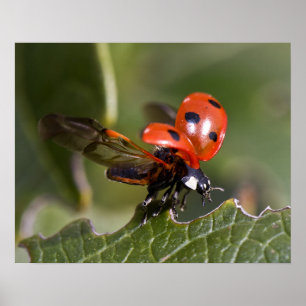 Poster Coccinelle