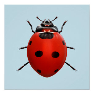 Poster Coccinelle Chanceuse