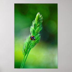 Poster Coccinelle noire