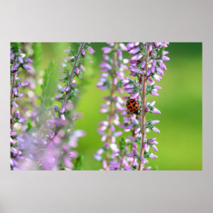 Poster Coccinelle sur des fleurs violettes