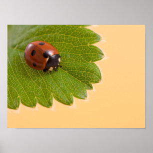 Poster Coccinelle sur la feuille verte