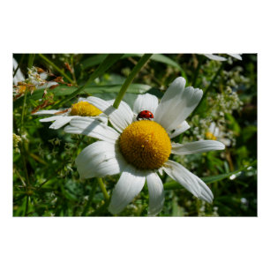 Poster Coccinelle sur marguerite dans la nature.