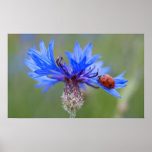 Coccinelle sur un bleuet bleu