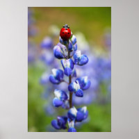 Coccinelles chanceuses