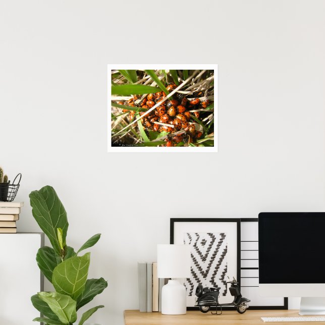 Poster Coccinelles (Coccinellidae) (Bureau à domicile)