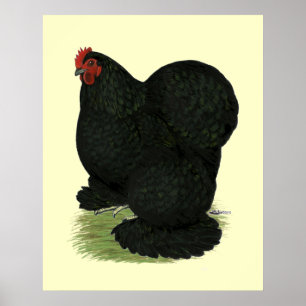 Poster Cochin:  Black Hen