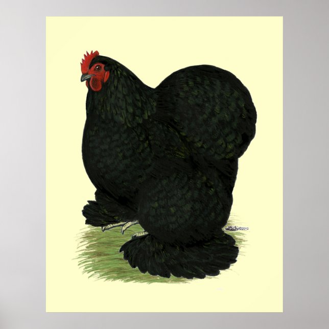 Poster Cochin : Hen noir (Devant)