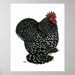 Poster Cochin : Motte noire