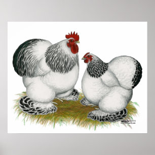 Poster Cochins : Bantams colombiens