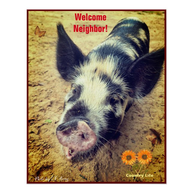 Poster Cochon animal - Vie de campagne (Devant)