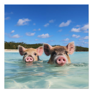 Poster Cochon de bain mignon Exuma Bahamas